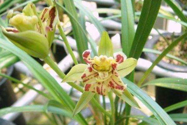 墨兰什么时候开花(几月)墨兰不开花的原因