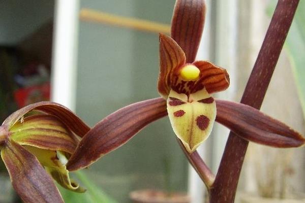 墨兰什么时候开花(几月)墨兰不开花的原因