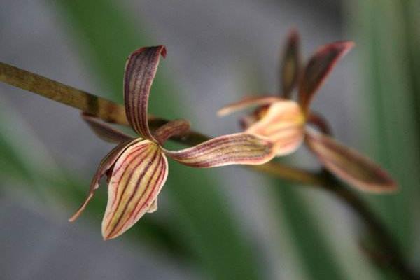 墨兰什么时候开花(几月)墨兰不开花的原因