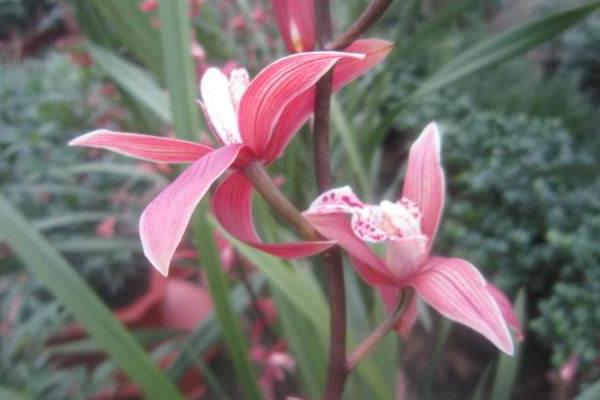 墨兰什么时候开花(几月)墨兰不开花的原因