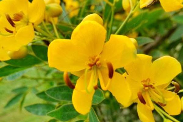 黄槐决明和双荚决明的区别是什么 黄槐决明的功效和作用