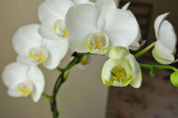 蝴蝶兰图片大全 蝴蝶兰花语及寓意 蝴蝶兰有哪些品种