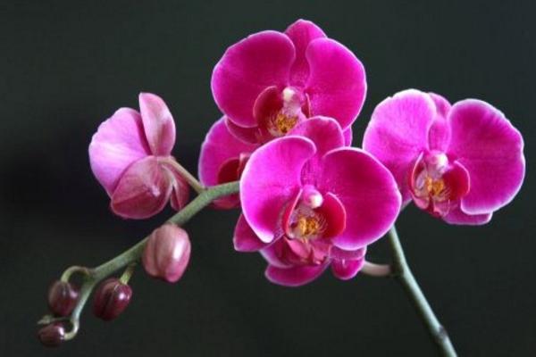 蝴蝶兰图片大全 蝴蝶兰花语及寓意 蝴蝶兰有哪些品种