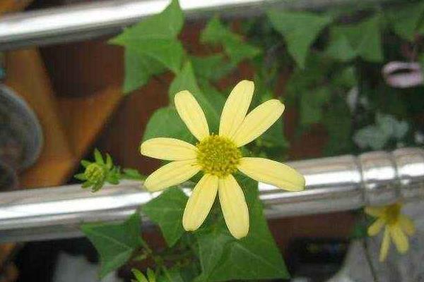 常春藤开花吗(什么时候开) 常春藤怎么施肥