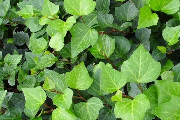 常春藤开花吗(什么时候开) 常春藤怎么施肥