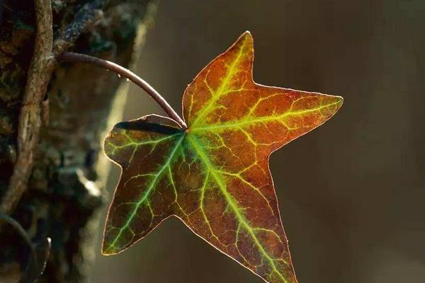 常春藤开花吗(什么时候开) 常春藤怎么施肥