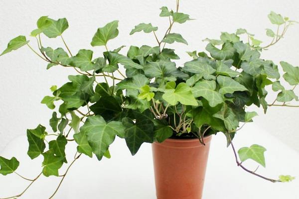 常春藤开花吗(什么时候开) 常春藤怎么施肥