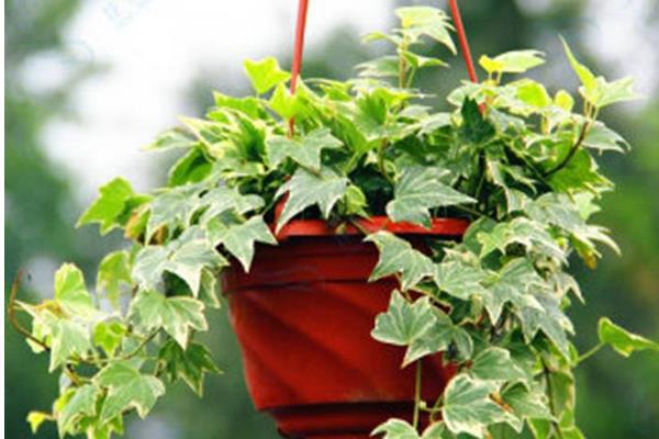 常春藤开花吗(什么时候开) 常春藤怎么施肥