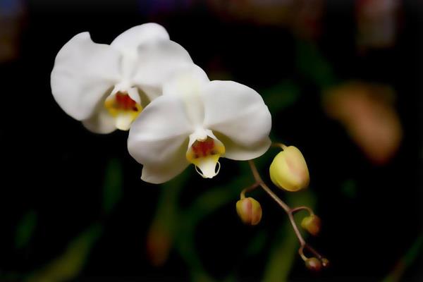 蝴蝶兰一年开几次花 蝴蝶兰什么时候开花(几月)