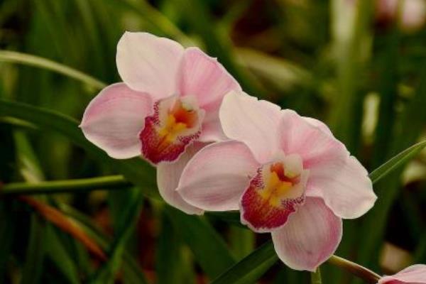 蝴蝶兰一年开几次花 蝴蝶兰什么时候开花(几月)