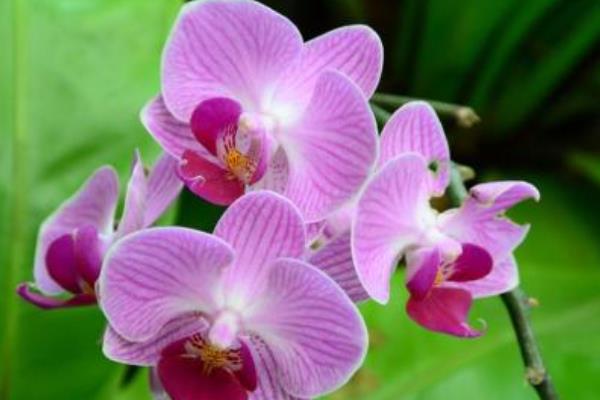 蝴蝶兰一年开几次花 蝴蝶兰什么时候开花(几月)