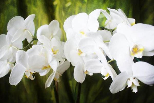 蝴蝶兰一年开几次花 蝴蝶兰什么时候开花(几月)