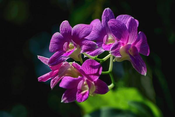 蝴蝶兰一年开几次花 蝴蝶兰什么时候开花(几月)