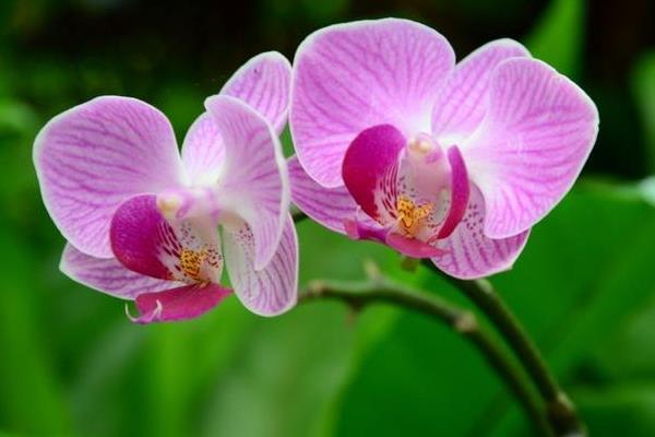 蝴蝶兰一年开几次花 蝴蝶兰什么时候开花(几月)