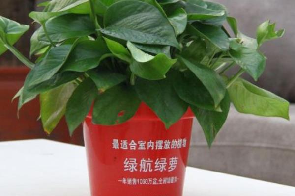 绿航绿萝市场价格多少钱一盆  绿航绿萝的功效和作用