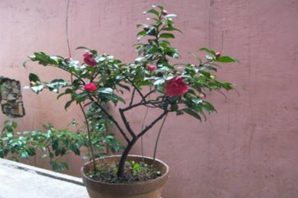 盆栽茶梅掉叶子的原因及解决方法 盆栽茶梅怎么养殖