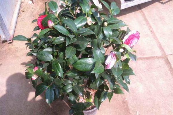 盆栽茶梅掉叶子的原因及解决方法 盆栽茶梅怎么养殖