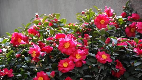 盆栽茶梅掉叶子的原因及解决方法 盆栽茶梅怎么养殖