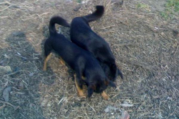 梦见大黄狗是什么意思 孕妇梦见一只特别大的狗有什么预兆