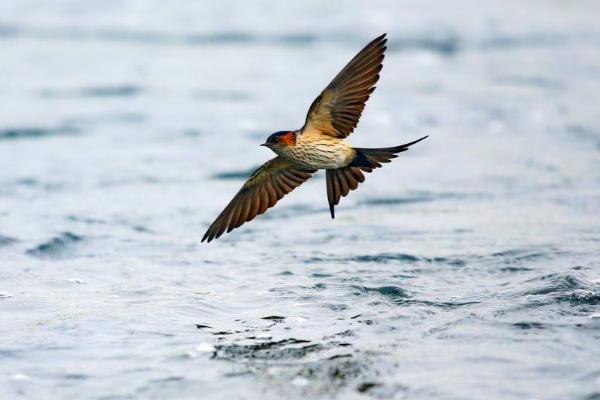 梦见小燕子是什么意思 梦到燕子窝里有很多小燕子有什么预兆