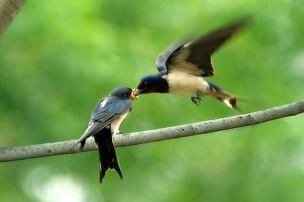 梦见小燕子是什么意思 梦到燕子窝里有很多小燕子有什么预兆