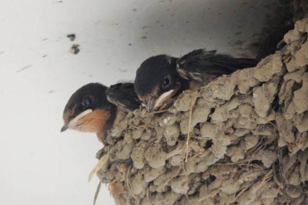 梦见小燕子是什么意思 梦到燕子窝里有很多小燕子有什么预兆