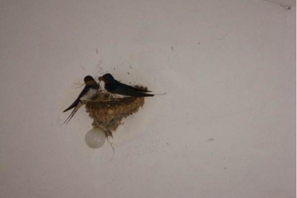 梦见小燕子是什么意思 梦到燕子窝里有很多小燕子有什么预兆