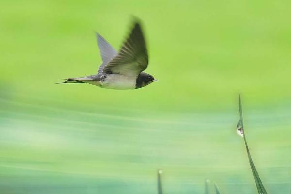 梦见小燕子是什么意思 梦到燕子窝里有很多小燕子有什么预兆