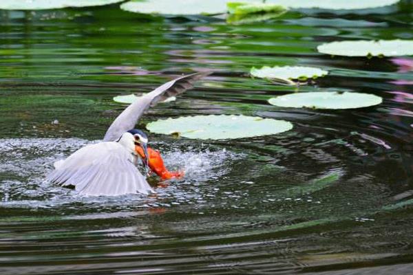梦见红鱼是什么意思 女人梦到一条大红鱼在游有什么预兆