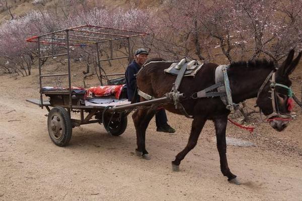 梦见驴拉车是什么意思 女人梦到驴拉车拖货有什么预兆
