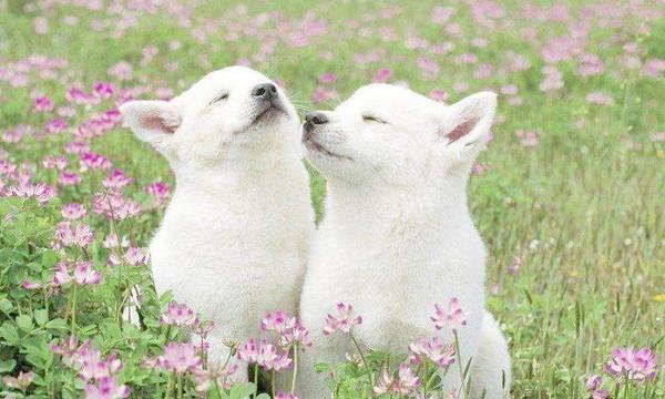 梦见一群小狗是什么意思 女人梦到一群很可爱的小狗有什么预兆