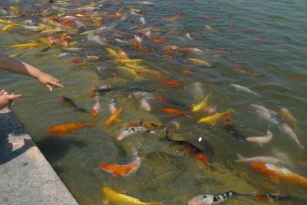 梦见鱼咬手是什么意思 梦到被鱼咬到手甩不掉有什么预兆