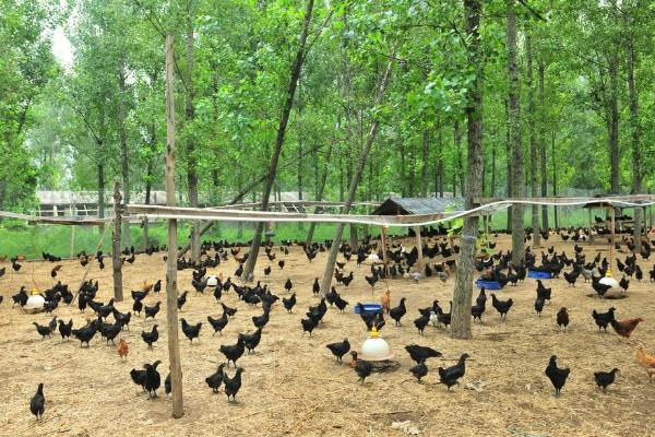 养3000只散养鸡的利润 散养鸡成本多少