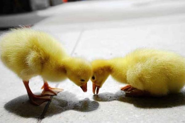 雏鹅互相啄毛怎么办 雏鹅啄背毛解决方法