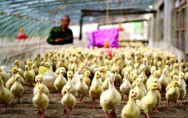 雏鹅的饲养管理 雏鹅疾病防治方法