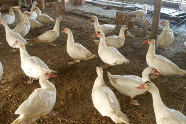 番鸭怎么养 番鸭养殖技术与注意事项