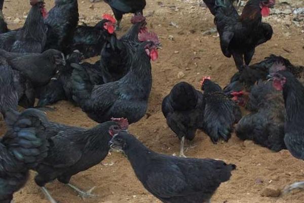 五黑鸡怎么养 五黑鸡养殖技术与注意事项