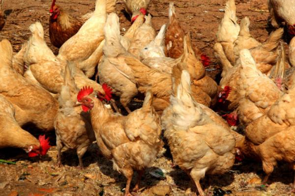 杏花鸡和普通鸡的区别是什么 杏花鸡饲养方法