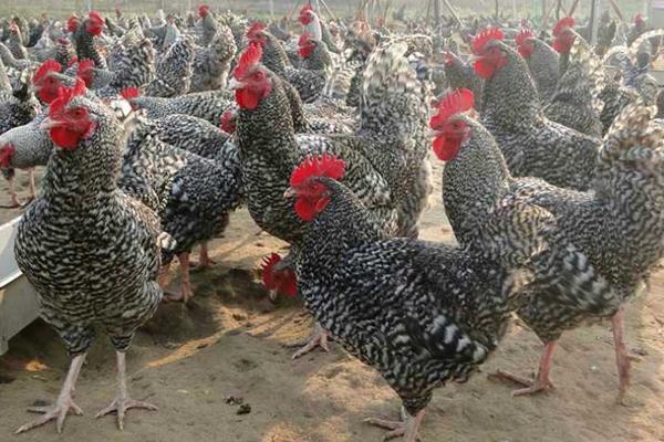 芦花鸡功效与作用 芦花鸡营养价值