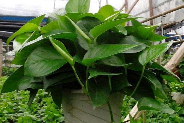 绿萝怎么浇水(多久浇一次) 绿萝叶子焉了怎么办