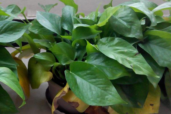 绿萝怎么浇水(多久浇一次) 绿萝叶子焉了怎么办