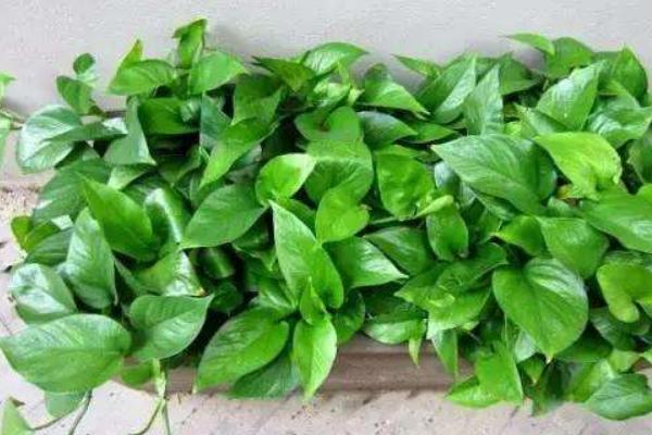 绿萝怎么浇水(多久浇一次) 绿萝叶子焉了怎么办