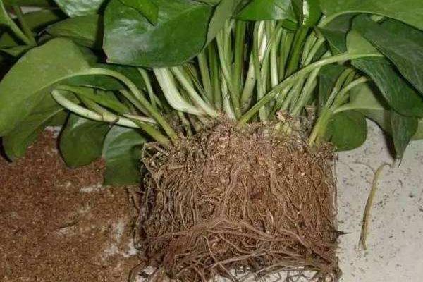 绿萝怎么浇水(多久浇一次) 绿萝叶子焉了怎么办