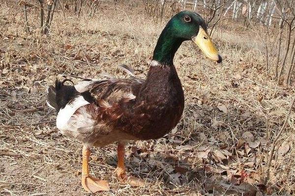 鸭子市场价格多少钱一只 选购活鸭子的技巧