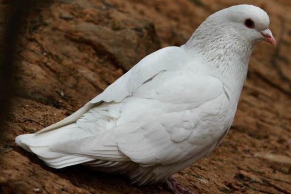 鸽子可以吃鸡饲料吗  鸽子吃什么下蛋快