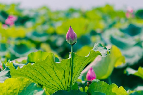 梦见荷花是什么意思 女人梦见荷花池开满很漂亮的荷花有什么预兆