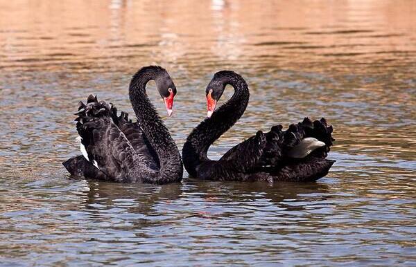 黑天鹅会飞吗 黑天鹅和白天鹅的区别是什么