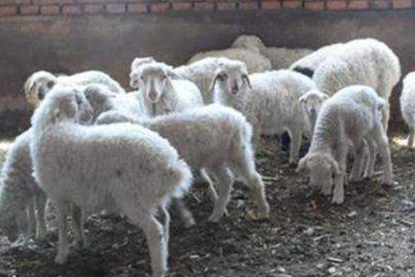 高脚羊羊苗市场价格多少钱一只 高脚羊产地在哪里