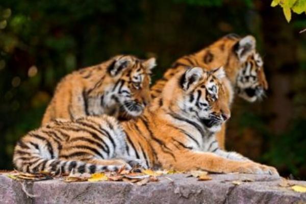 属虎的和什么属相最配(男、女) 属虎的几月出生最好