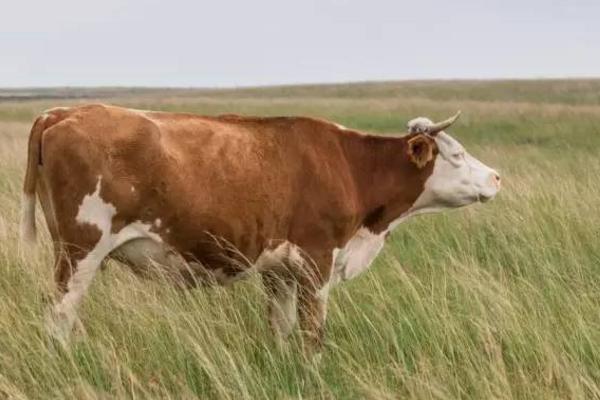 属牛的今年多大(2018年) 属牛今年运势如何(财运、姻缘)